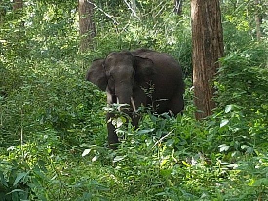 Parambikulam Tiger Reserve
